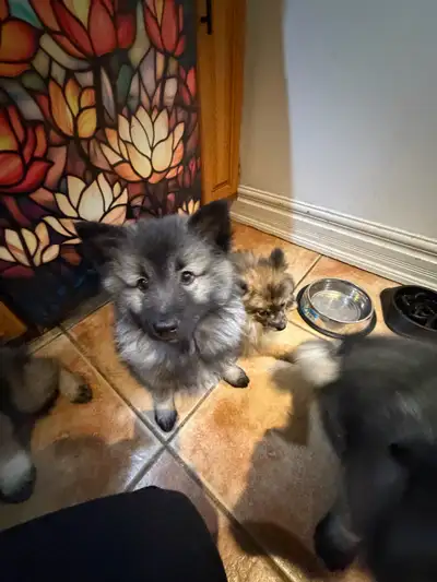 Keeshond chiot, puppy, View more