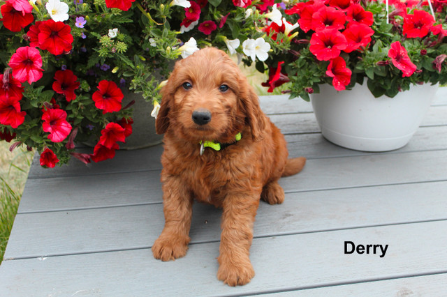 WAVENY GOLDENS - Daisy & Rory’s F1 Goldendoodles in Dogs & Puppies for Rehoming in Saskatoon - Image 2
