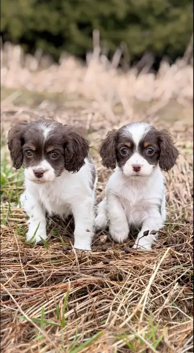 Chocolate tri cavapoos - adorable puppies, View more