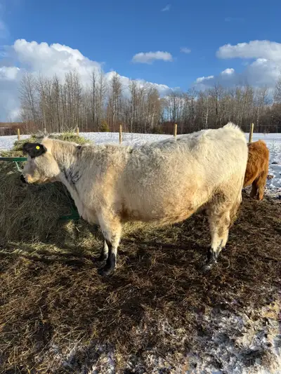 Registered 2024 Speckled Park Heifer, View more
