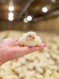 Non GMO Chicken