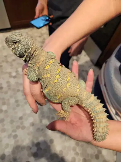 Male uromastyx, View more