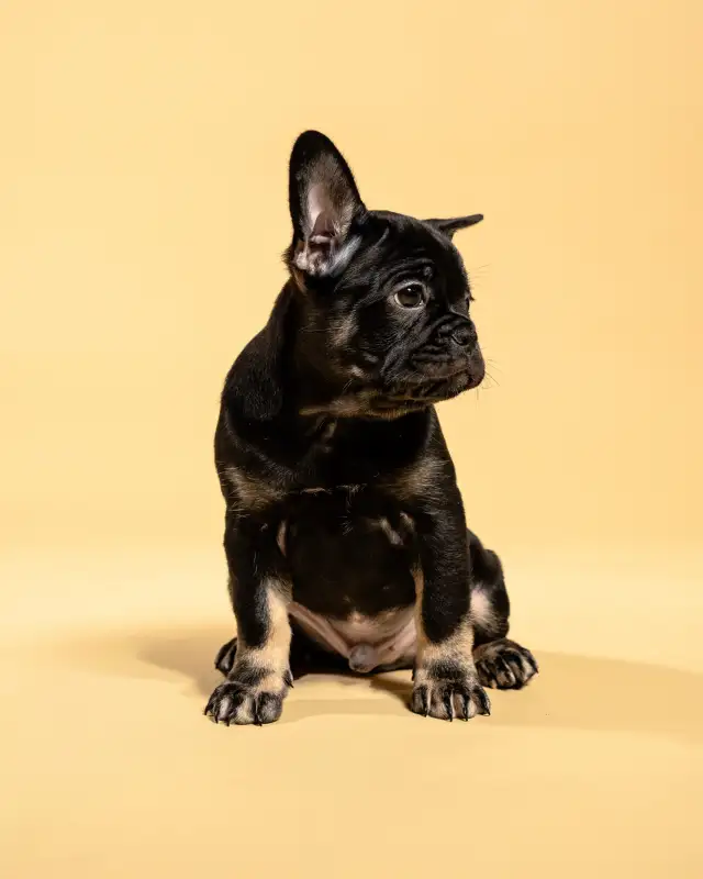 French Bulldog Puppies | Ready Soon | Pre-Booking Open in Dogs & Puppies for Rehoming in City of Toronto - Image 6