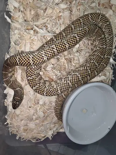 Florida kingsnake male and female, View more