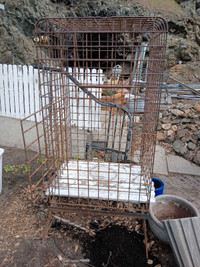 GIANT Bird Cage Wild Bird Feeding Cage.