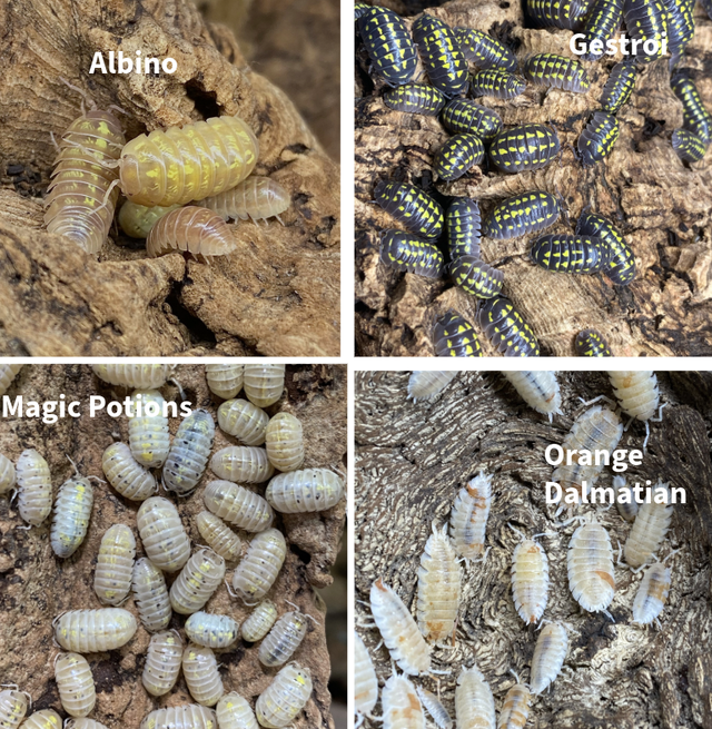 Updated Isopod List - Reduced Prices and New Pods! in Reptiles & Amphibians for Rehoming in Kingston - Image 6