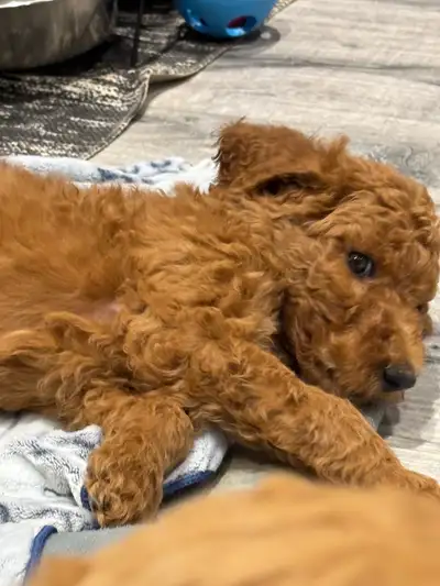 Goldendoodle moyens et standards de disponible, seront vaccinés,et vermifuge , ils sont manipulés a...