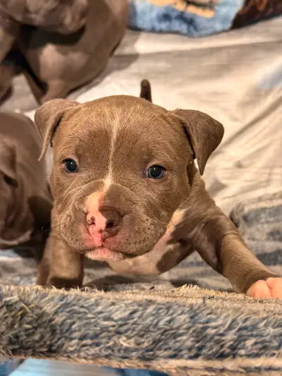 AmBull puppies, View more