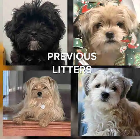 We have 5 Shih Tzu cross Pomeranian puppies available for rehoming, consisting of 4 females and 1 ma...