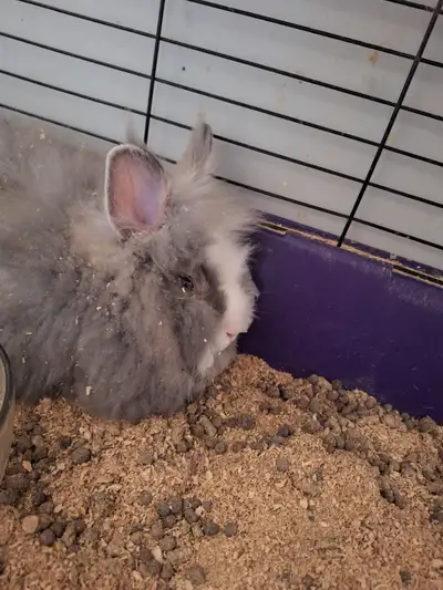Lion head Baby Bunnies, View more
