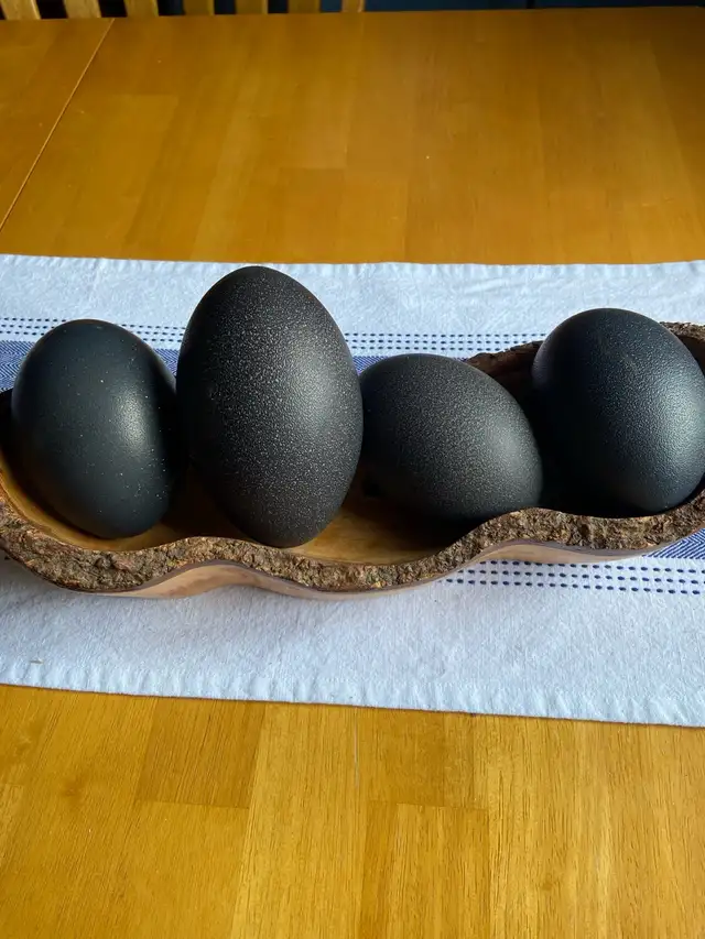 Emu Eggs in Other in Sault Ste. Marie - Image 2