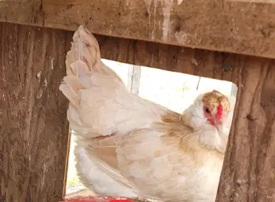 1 dozen Ameraucana hatching eggs, View more