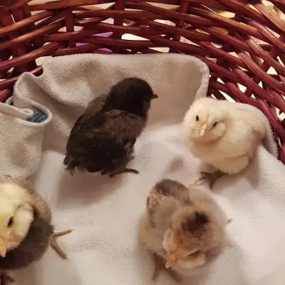 Ameraucana, Maran and Easter Eggers are hatching and available for pickup starting tomorrow April 26...