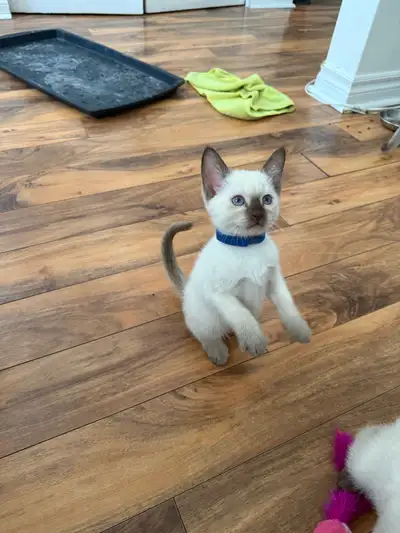 Siamese kittens, View more