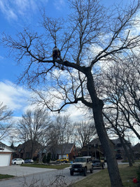 TREE REMOVAL/TREE TRIMMING
