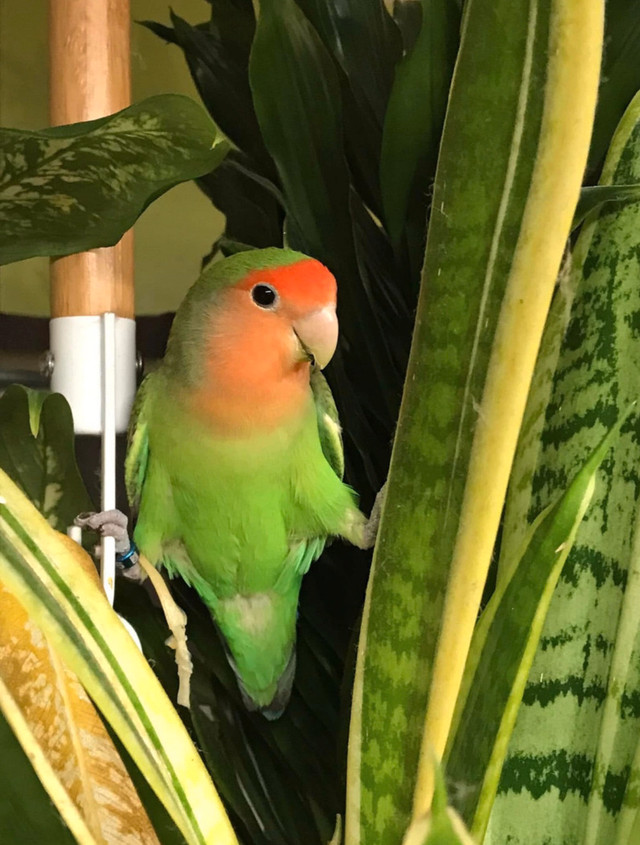 inséparable avec cage et papier  dans Oiseaux à adopter  à Laurentides