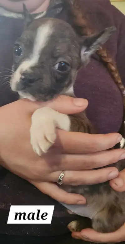 FRENCHTON FUR BABIES, View more