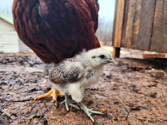 Chicken hatching eggs in Livestock in Bridgewater - Image 3