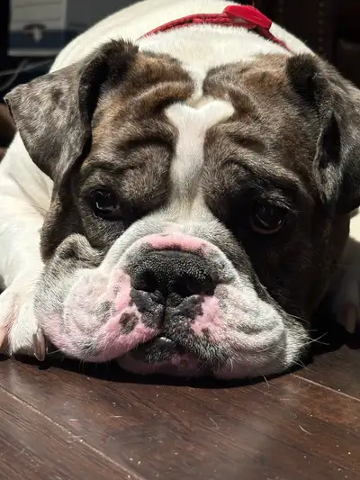 Max – Olde English Bulldogge – Loyal, Well-Behaved Companion Max is a 6-year-old Olde English Bulldo...
