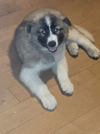 Akita americain x husky male tres afectueux vacciner