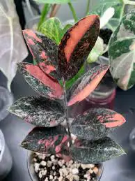 zz variegated pinkorange bulbs ( 5 bulbs $60)62864746239235121