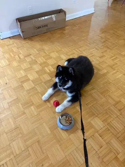 Purebreed husky, View more