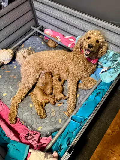 Four Registered Apricot Standard Poodles -  Born April 28th!, View more