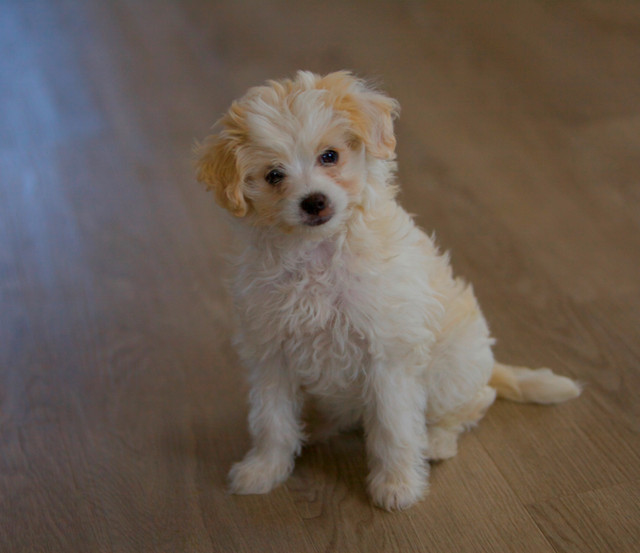 Mini Aussiedoodle F1b dans Chiens et chiots à adopter  à Drummondville