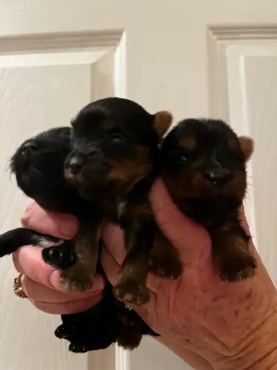 Yorkie puppies northern Yorkie’s available, View more