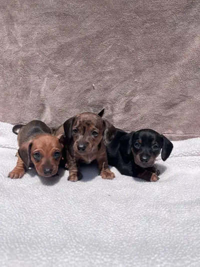 PRECIOUS SMOOTH COAT MINI DACHSHUND PUPS, View more