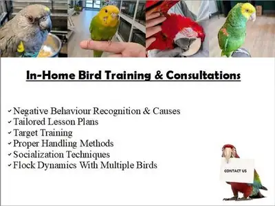 Bird Training and Consults , View more