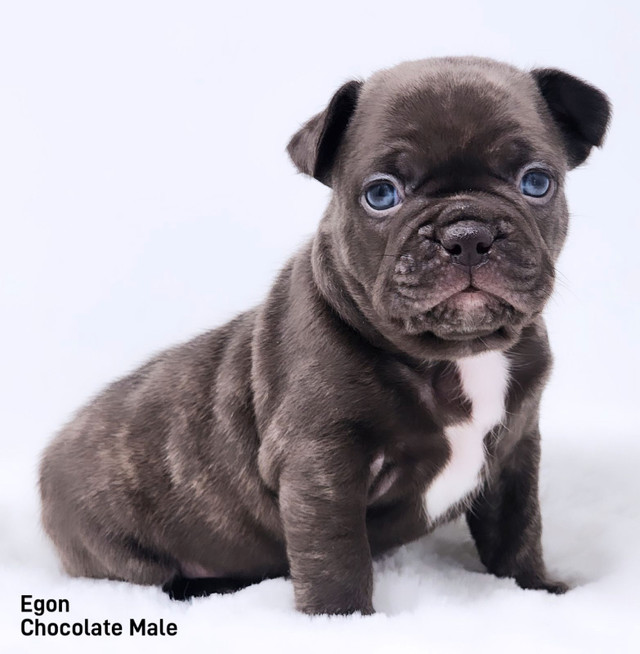 Ckc Registered French Bulldog Puppies in Dogs & Puppies for Rehoming in Edmonton - Image 2