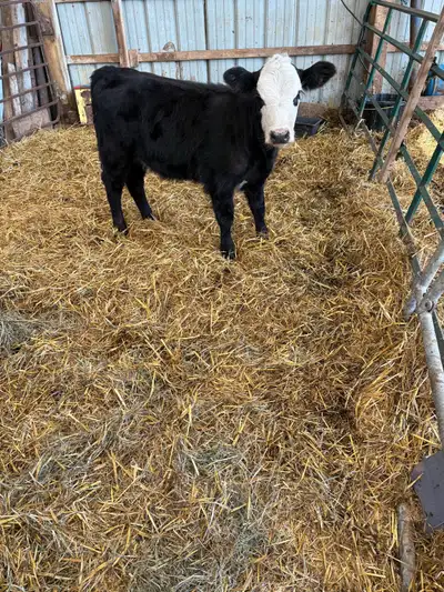 Simmental heifer for sale , View more