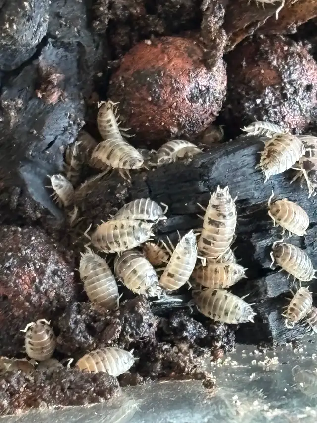 Isopod Colony with 20 gallon tank in Small Animals for Rehoming in Ottawa - Image 4