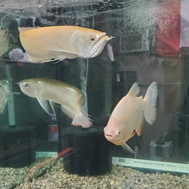 Albino Pacu 12 inches in Fish for Rehoming in Leamington - Image 3