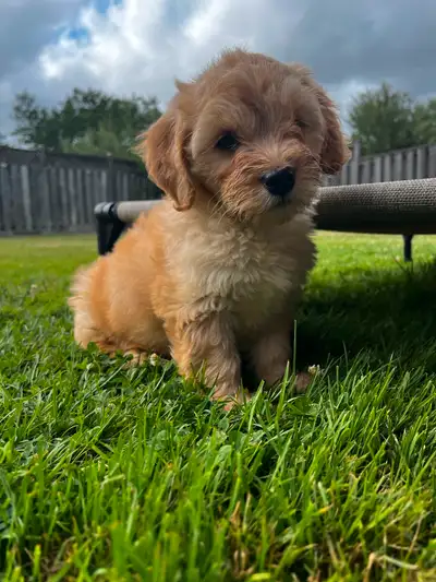 Female goldendoodle rehoming, View more