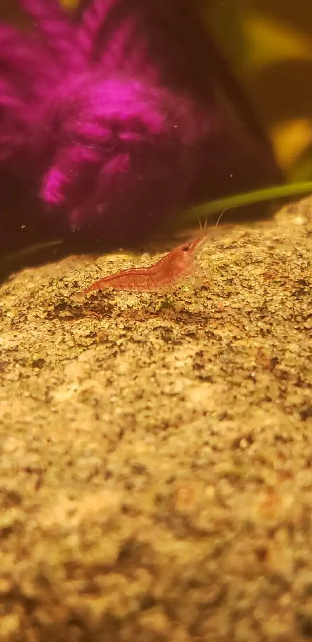 Neo Shrimp in Fish for Rehoming in Kitchener / Waterloo - Image 3