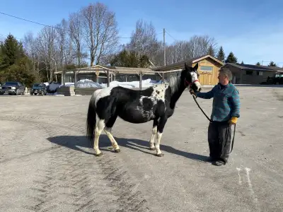 APHA Registered Mare for Sale, View more