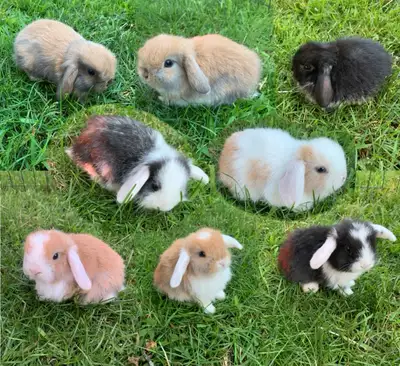 bébé lapin bélier hollandais, View more