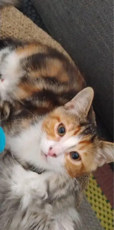 kitten for adoption , View more