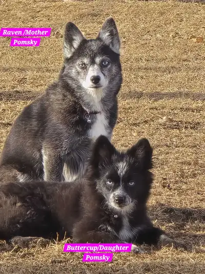 Free male pomskies, View more