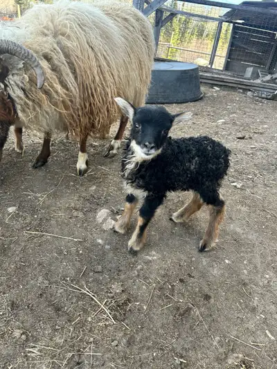 Purebred Icelandic Ram Lambs!!!, View more