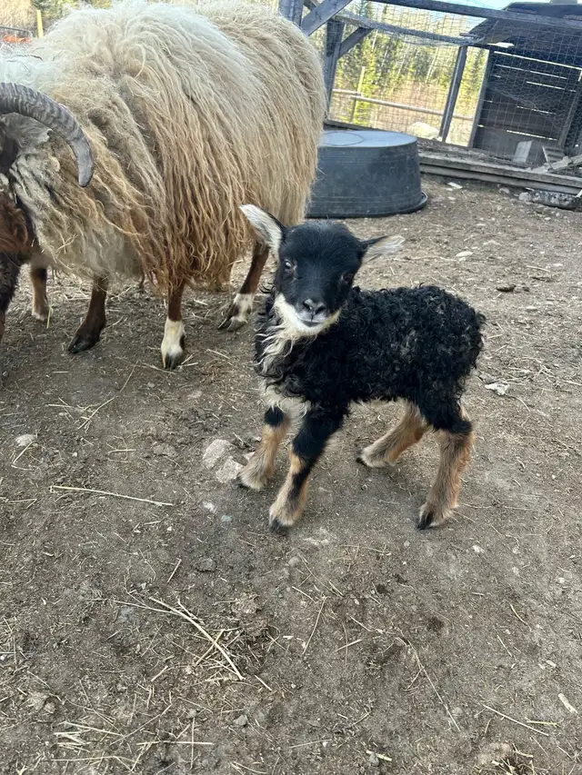 Purebred Icelandic Ram Lambs!!! in Livestock in Burns Lake - Image 2