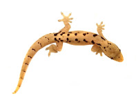 Baby Hawaiian Mourning Geckos! (World's CUTEST Geckos)