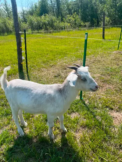 Goats for Sale, View more