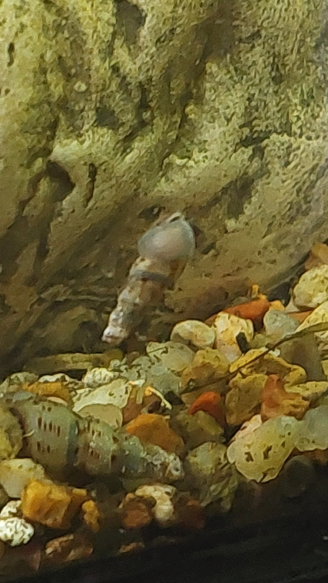 Trumpet aquarium snails dans Autre  à Ouest de l’Île - Image 2