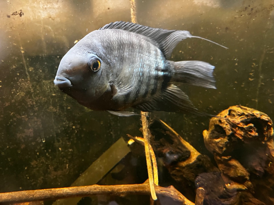 Lot de poissons | Fish for Rehoming | City of Montréal | Free local ...