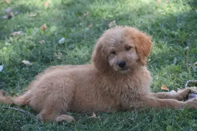 Bernedoodle puppies, View more