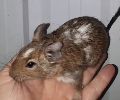 Degu - Degues - Degus - Three Females (Males sold seperately), View more