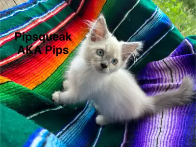 Purebred Traditional Ragdoll Kittens, View more